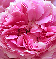 Rose Absolute