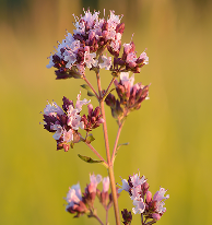 Oregano