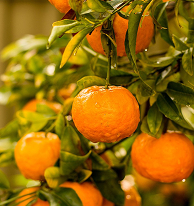 Red Mandarin